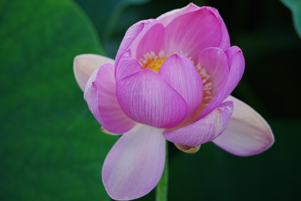 花開く