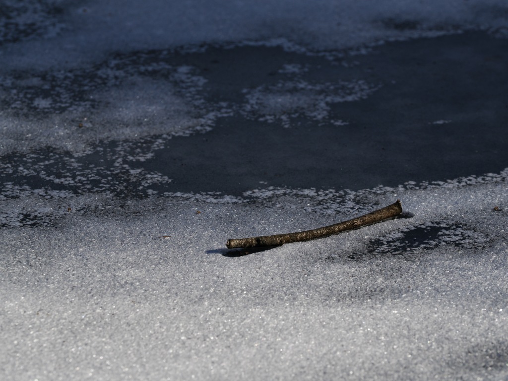 凍った池と枯れ枝