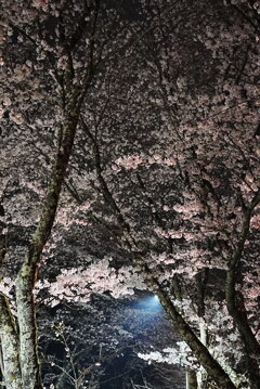 夜桜：饗宴