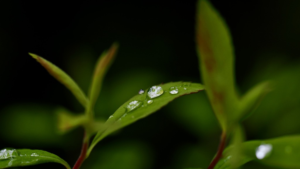 春雨の後に