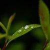 春雨の後に