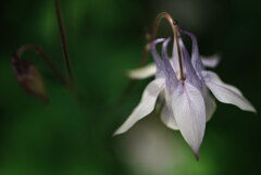 梅雨の晴れ間の貴重な陽光；オダマキ