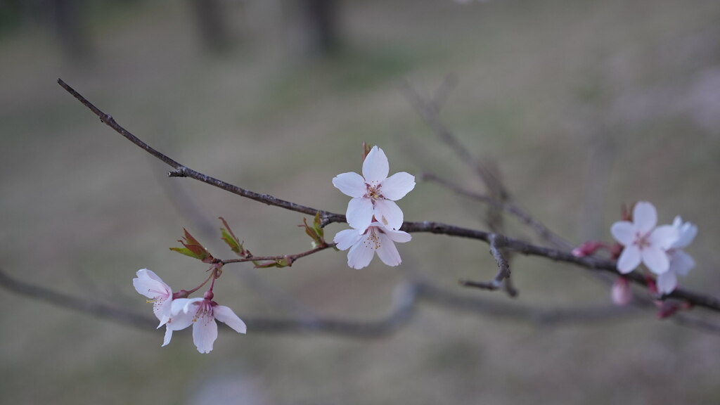 葉桜＊されど美しい
