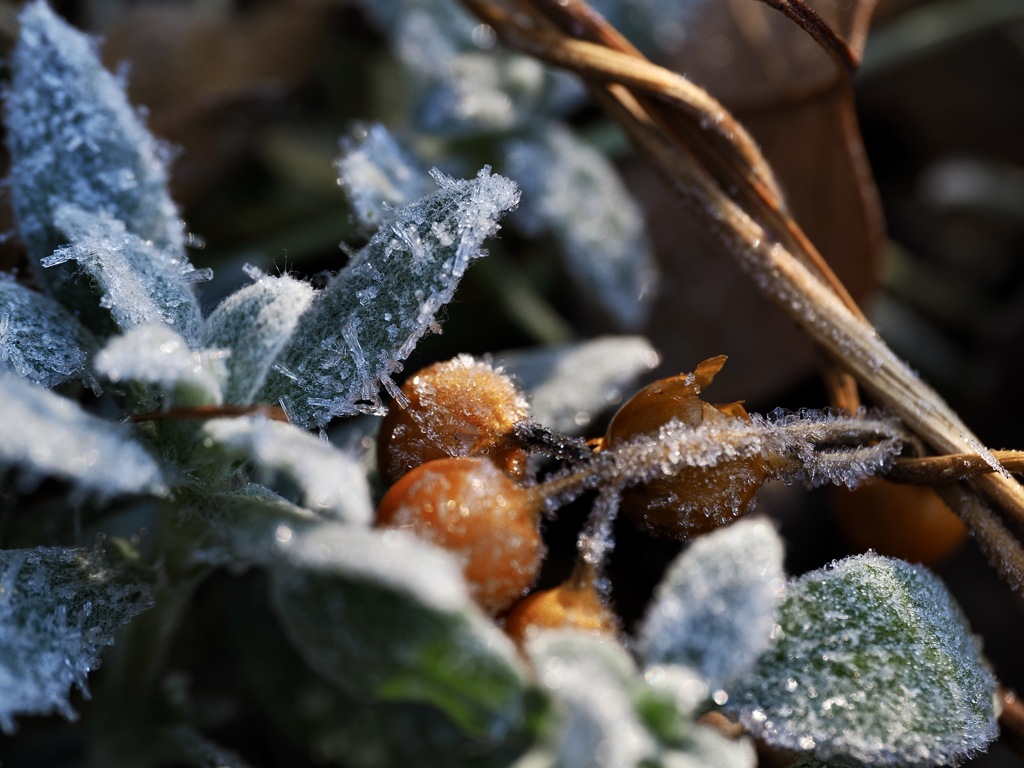 -6℃の朝に