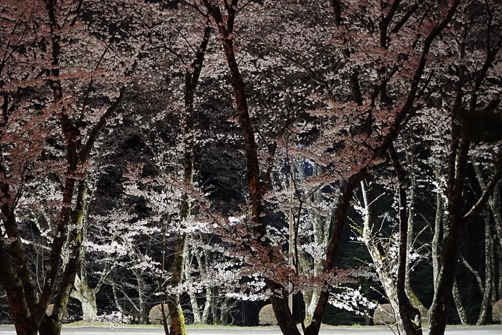 夜桜：饗宴