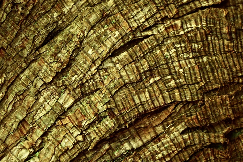 ある老木の生きた証