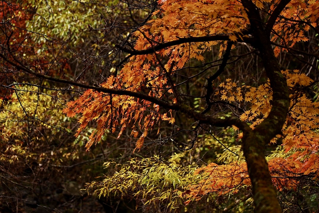 奥蓼科の秋（2021）；　流れる色彩