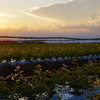 セロリ畑からの夕暮れ＊１