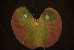 にわか雨が作った芸術