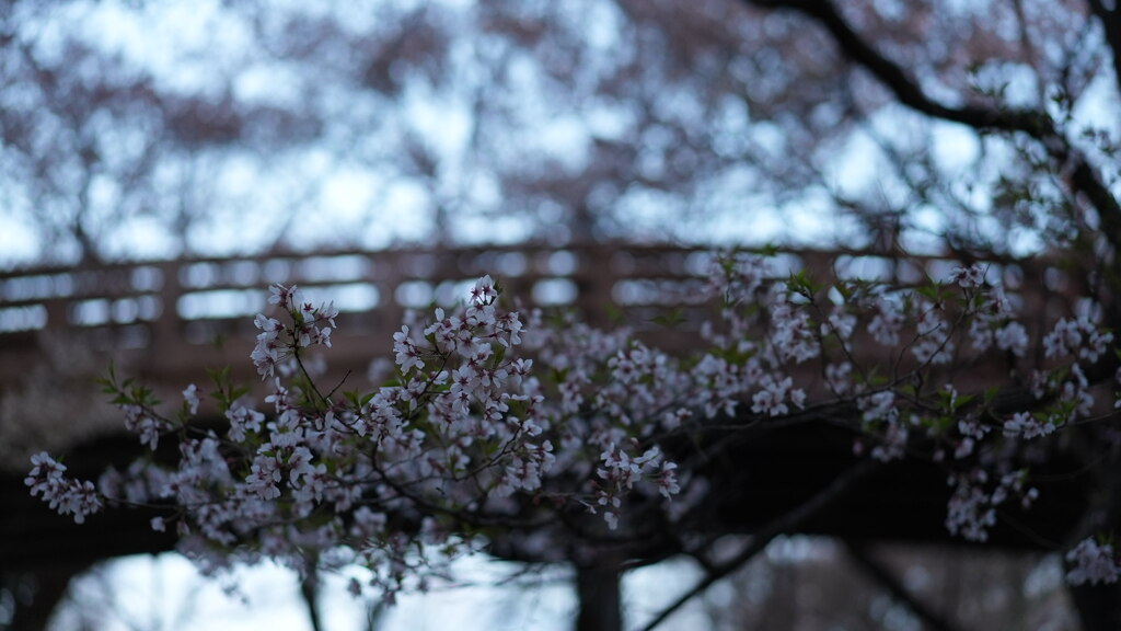 葉桜