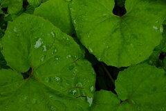 雨に濡れるフキの葉