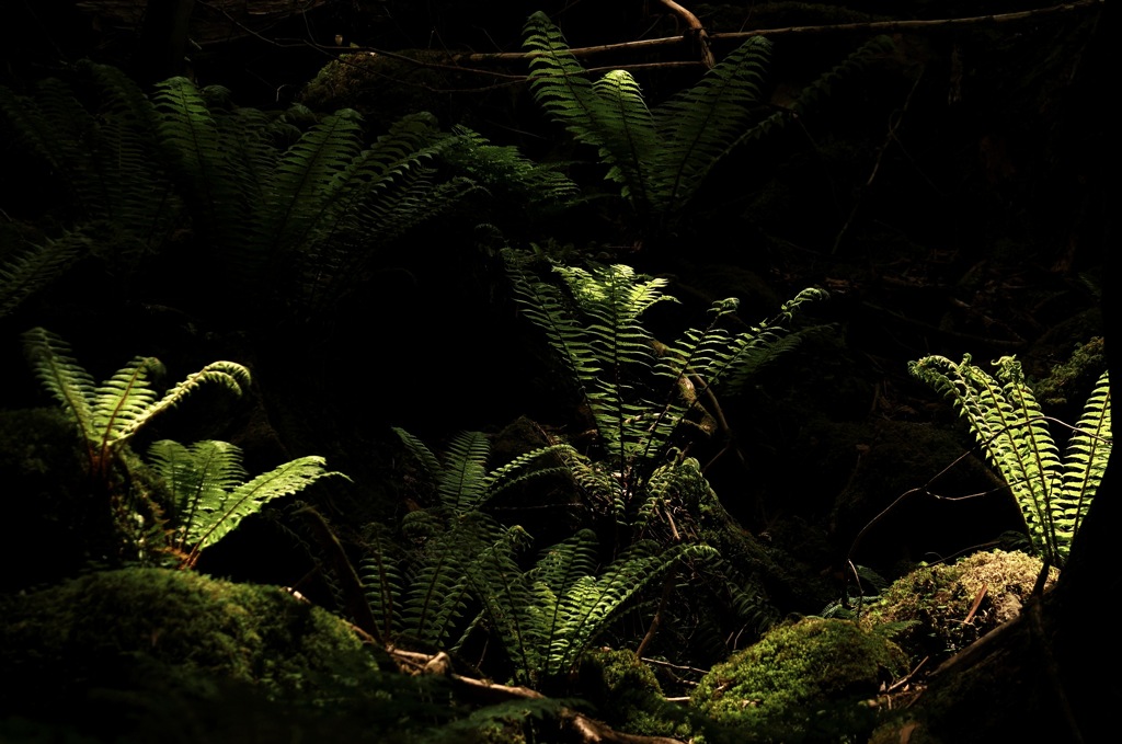 ある原生林の風景＊１