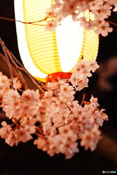 提灯と夜桜