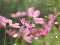 雨上がりのコスモス