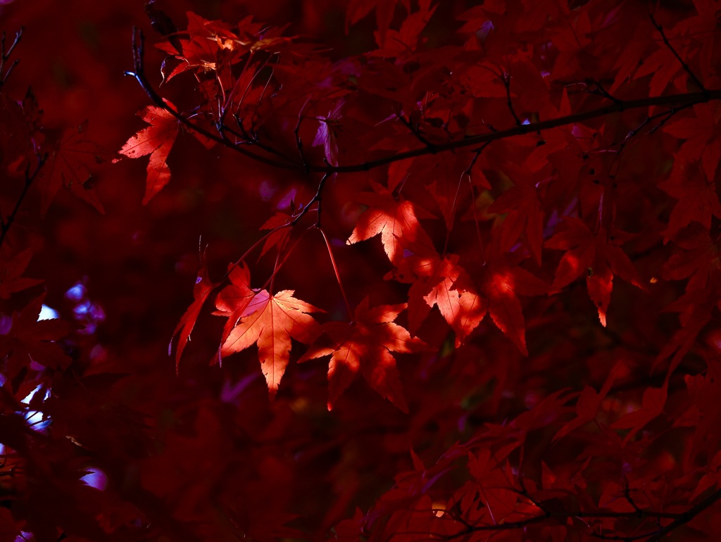 秋の装い＊８　　夕陽と燃えるような紅葉の饗宴