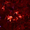 秋の装い＊８　　夕陽と燃えるような紅葉の饗宴