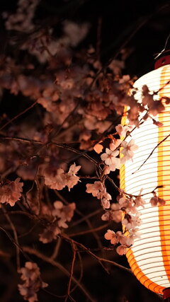 提灯と夜桜と