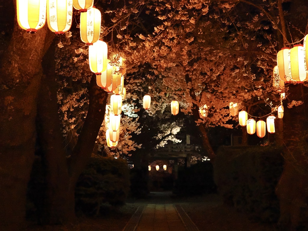 村の夜桜