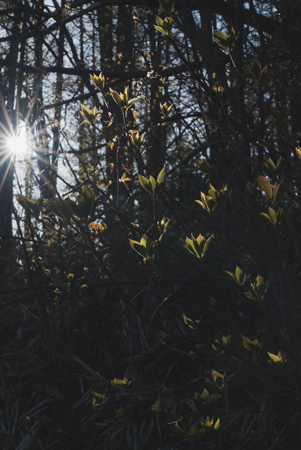森に差し込む朝陽とリョウブの葉