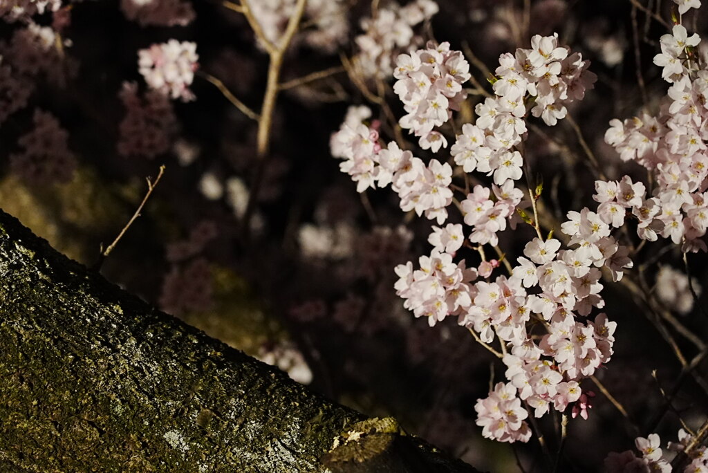 寺の夜桜