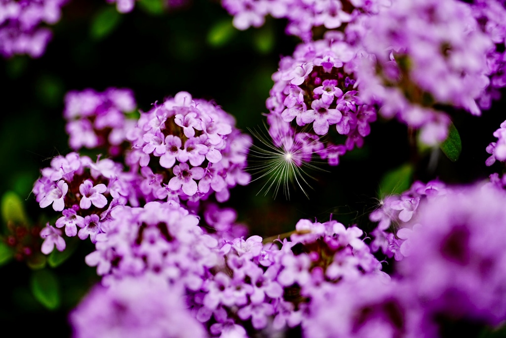 タンポポの綿毛とタイムの花