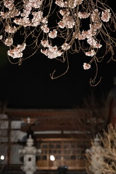 禅寺と夜桜