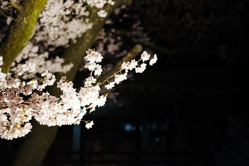 夜桜