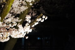夜桜