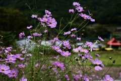 山里の秋桜