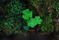 こんにちは；倒木と杉苔の間から