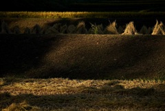 ある棚田の夕暮れの風景