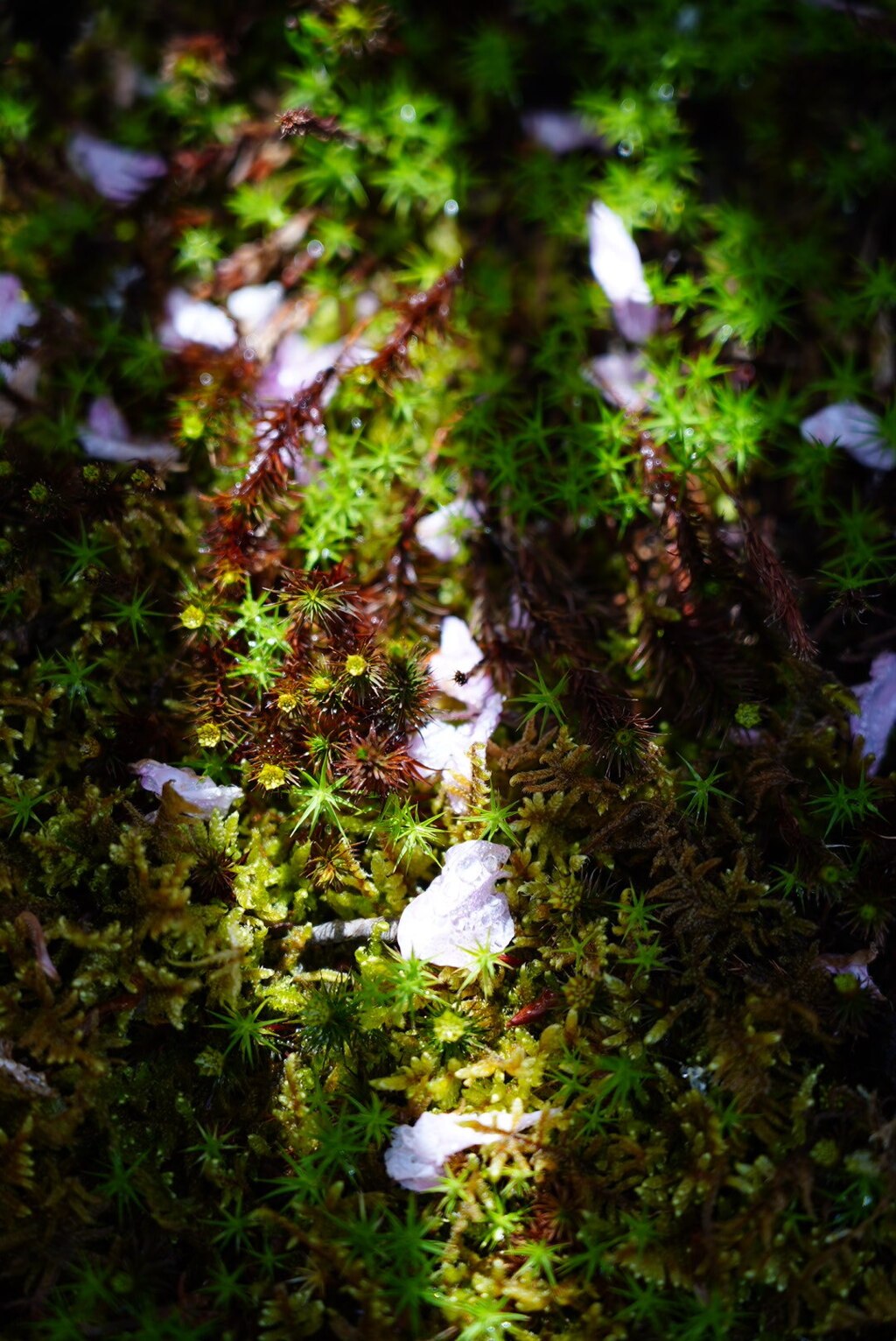 苔と桜の花びら