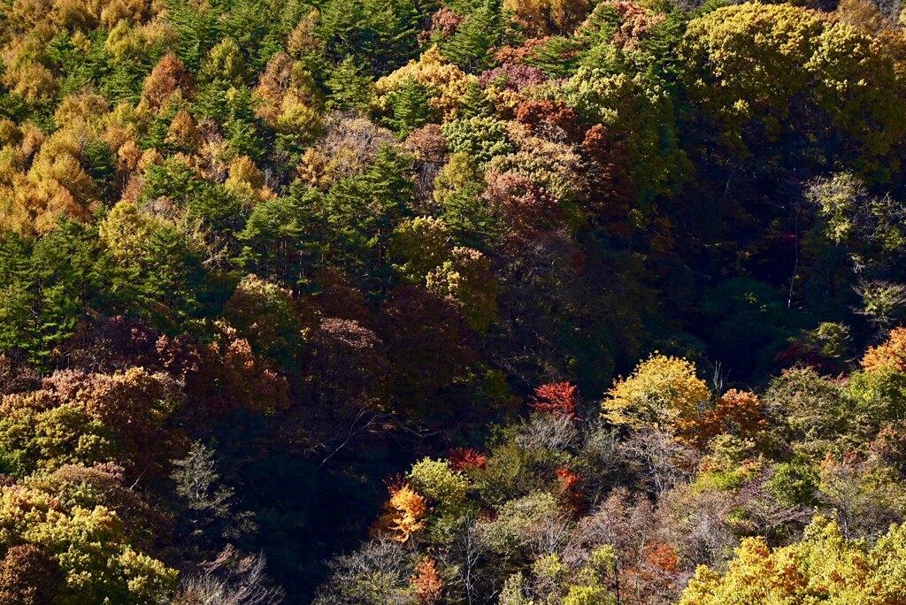 輝く紅葉と影