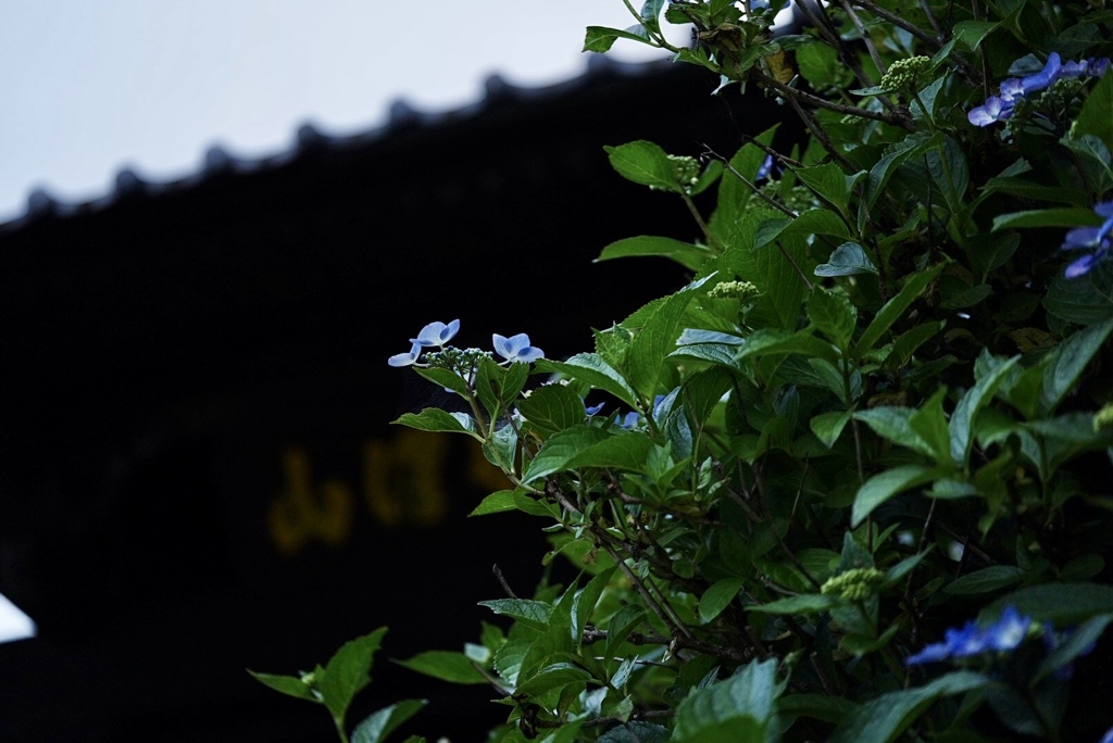 山門と紫陽花