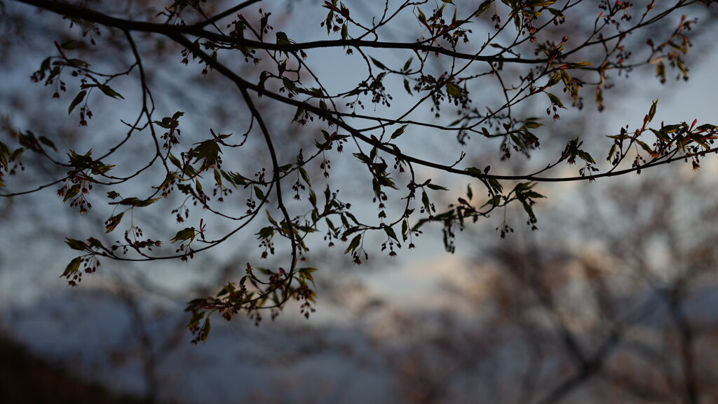 葉桜＊4