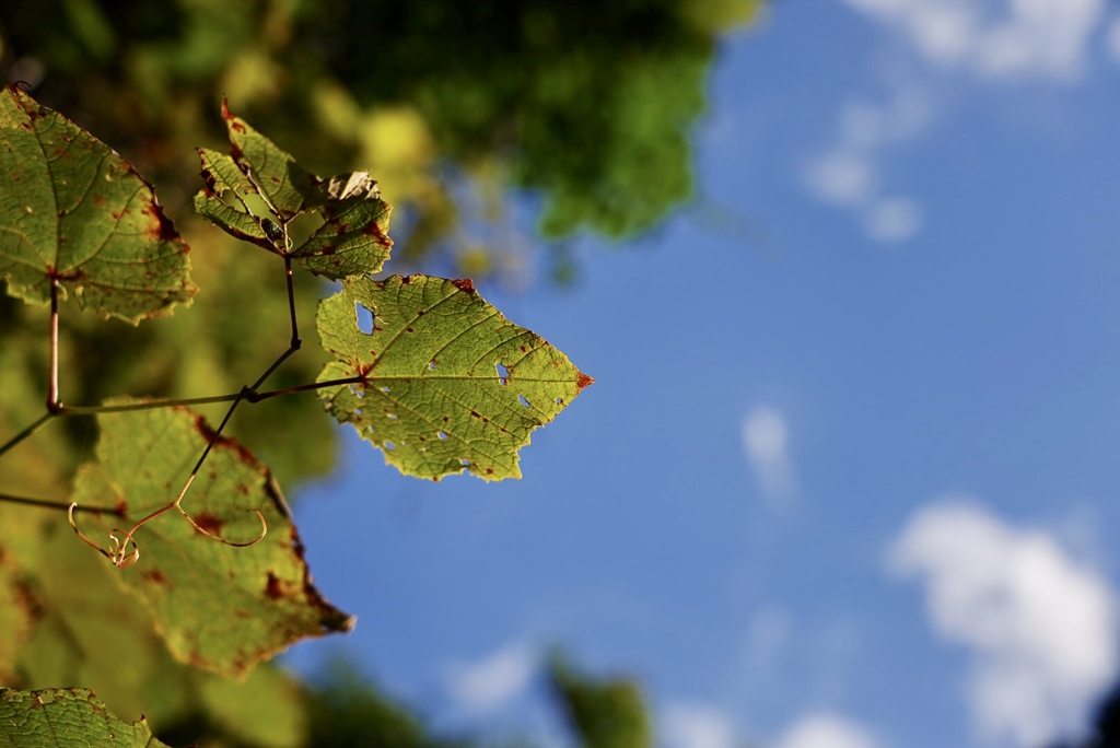 去りゆく夏への憧憬（夕陽を浴びる山葡萄の葉）