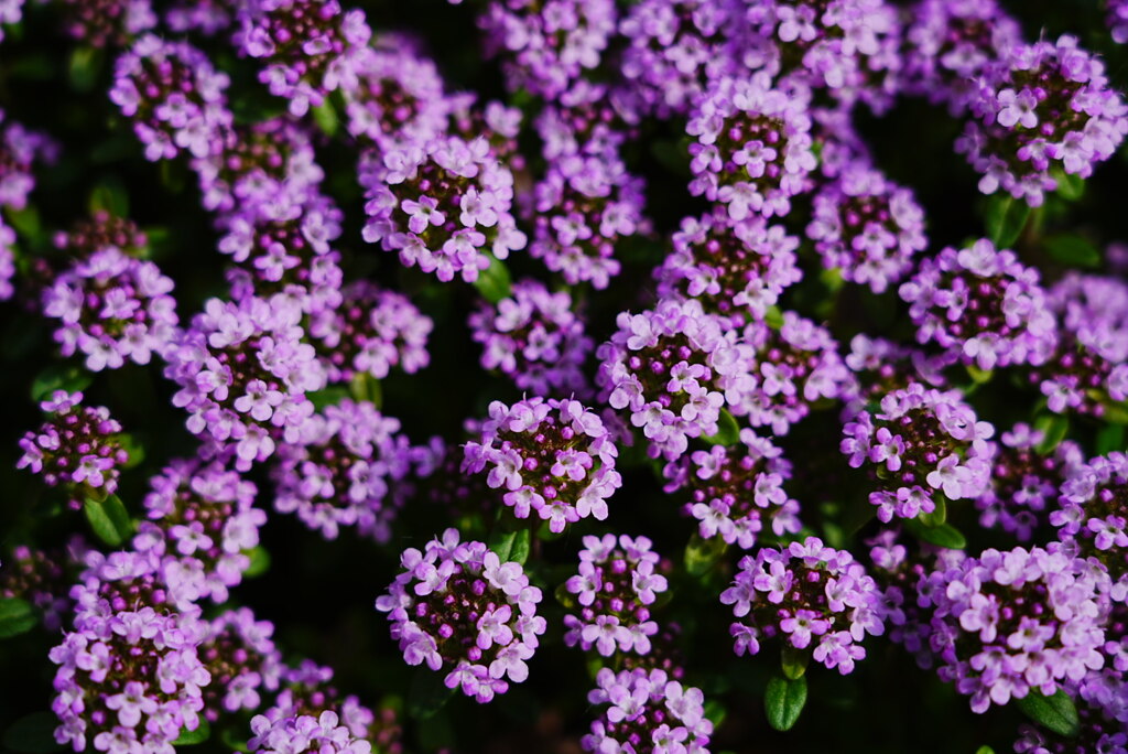 満開のタイムの花