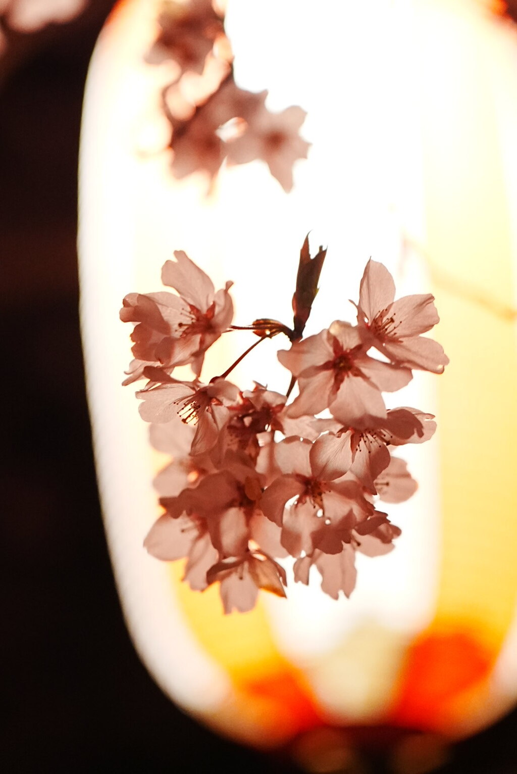 寺の夜桜