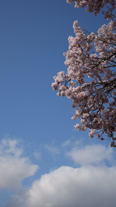 春：桜と雲と空