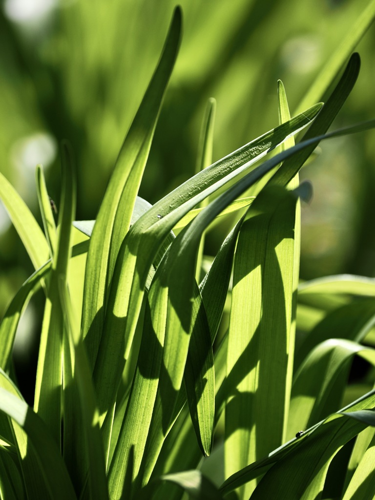 green in spring