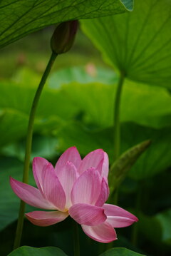 ひっそりと、でも、華やかに