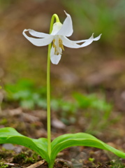 カタクリの花 - 其の５