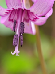 カタクリの花 - 其の７