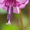 カタクリの花 - 其の７