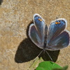 昭和記念公園で見かけた昆虫 − １