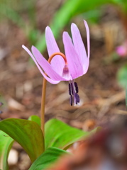 カタクリの花 - 其の１