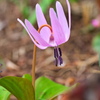 カタクリの花 - 其の１