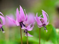 カタクリの花 - 其の６