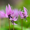 カタクリの花 - 其の６