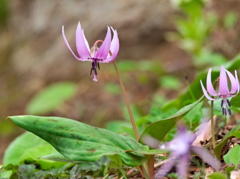 カタクリの花 - 其の１０